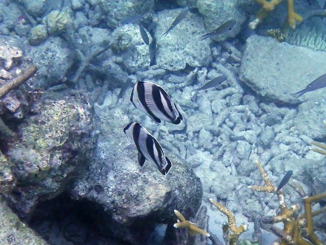 Banded Butterflyfish (4