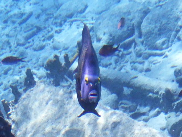 French Angelfish (15