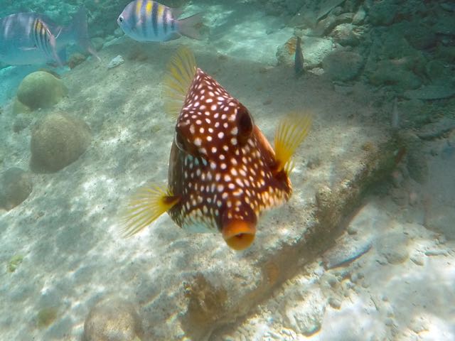 Smooth Trunkfish (6