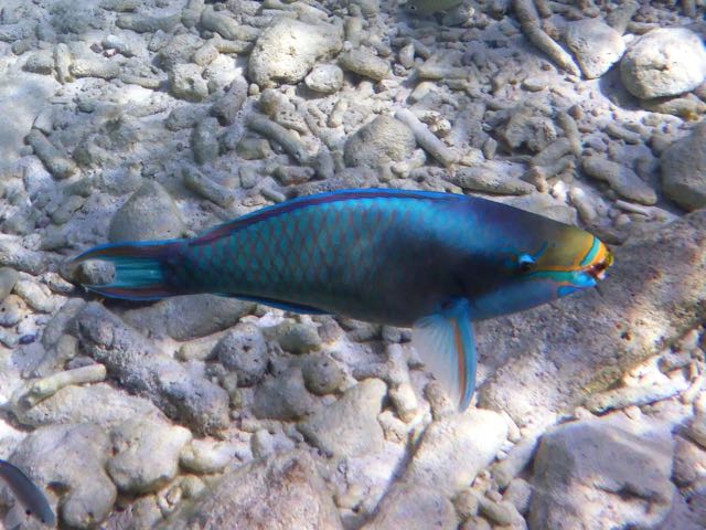 Queen Parrotfish (16