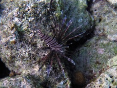 Lionfish b