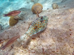 Scrawled Filefish (15