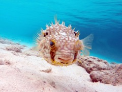 Web Burrfish (6