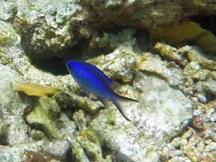 Blue Chromis (4