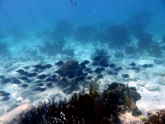 Monti’s Divi reef - Blue Tang School