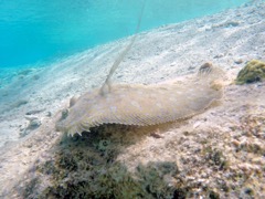 Peocock Flounder (10