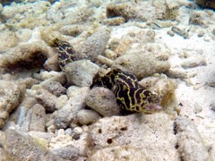 Chain Moray Eel (18