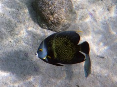 French Angelfish (12