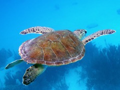 Green Sea Turtle