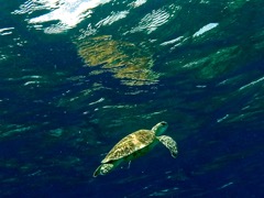 Green Sea Turtle