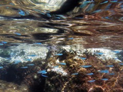 Harbour Villiage Silversides w/ reflections