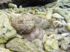 Spotted Scorpionfish (10