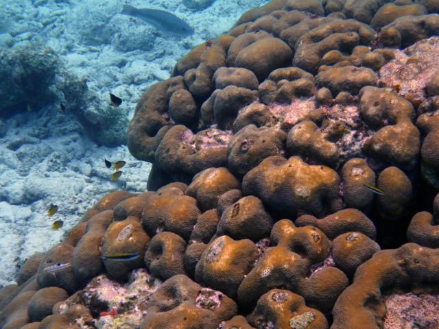 Boulder Star Coral