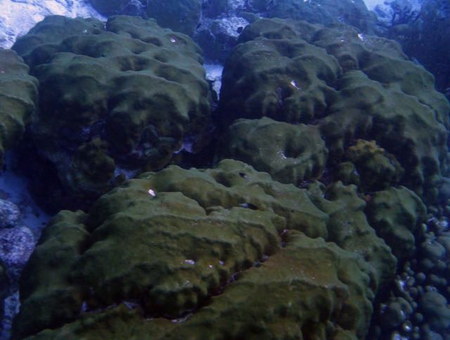 Boulder Star Coral
