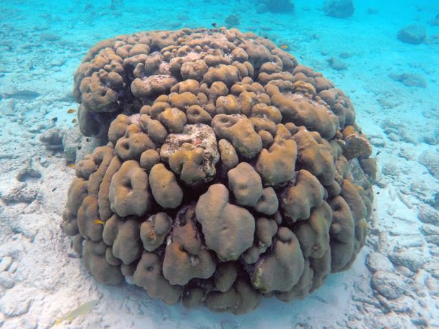 Boulder Star Coral