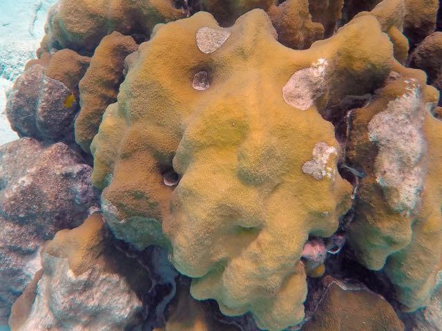 Boulder Star Coral