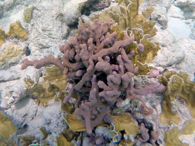 Brown Encrusting Octopus Sponge