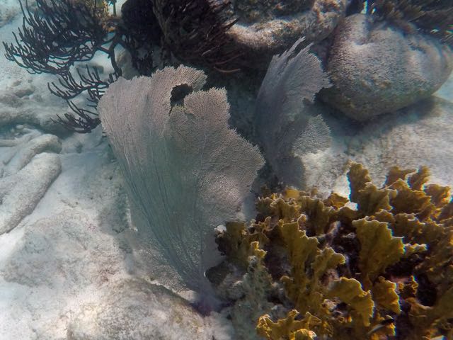 Common Seafan