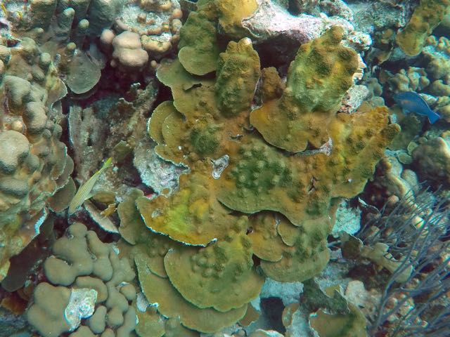 Common Star Coral