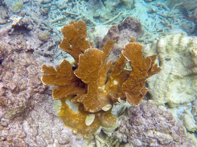 Elkhorn Coral
