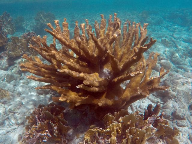 Elkhorn Coral