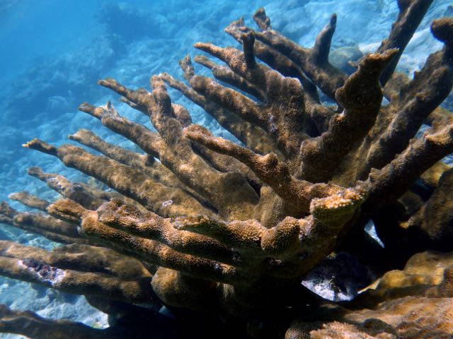 Elkhorn Coral
