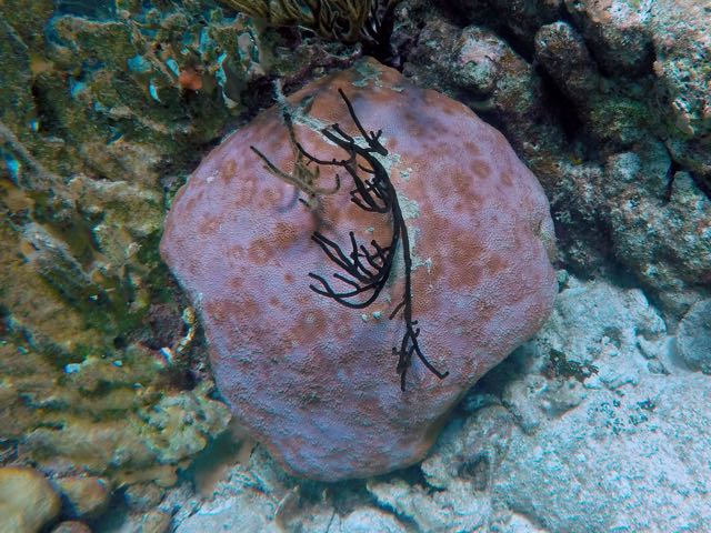 Massive Starlet Coral