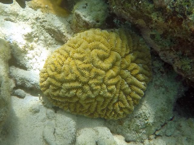 Maze Brain Coral