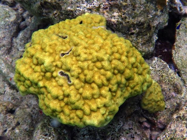 Mustard hill Coral with Spinyhead Blenny (1