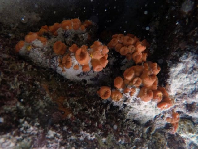Orange Cup Coral