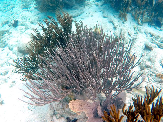 Porous Sea Rods