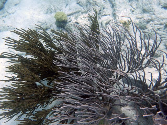 Porous Sea Rods