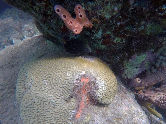 Red Boring Sponge
