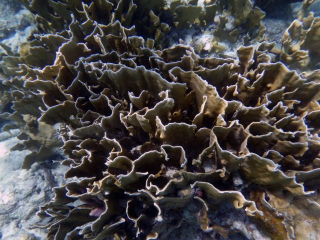 Blade Fire Coral