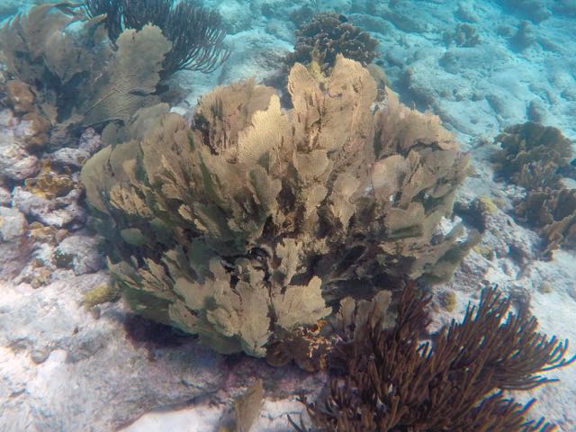 Venus Sea fan