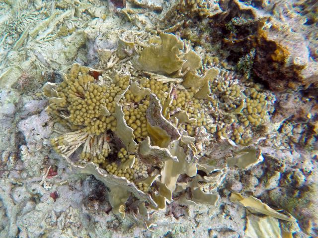 Blade Fire Coral + Yellow Pencil Coral
