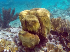 Boulder Star Coral