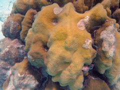 Boulder Star Coral