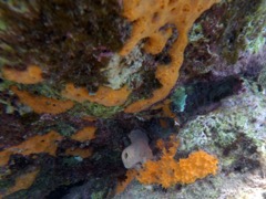 Brown Variable Sponge (Top) Citron Sponge? (Bottom)