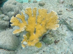 Elkhorn Coral