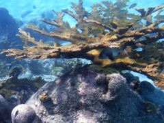 Elkhorn Coral