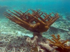 Elkhorn Coral