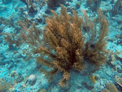 Bipinnate Sea Plumes