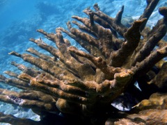 Elkhorn Coral