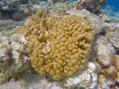 Finger Coral