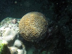 Grooved Brain Coral