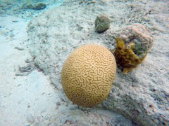 Grooved Brain Coral