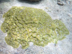 Mustard Hill Coral