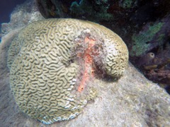 Red Boring Sponge