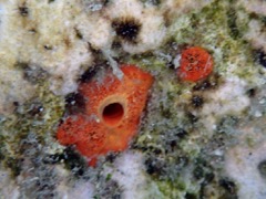 Red Boring Sponge